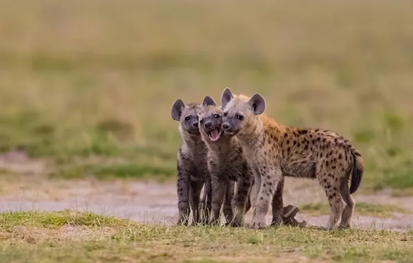 Field, puppies, three, hyena, kids, trio, cubs, hyenas