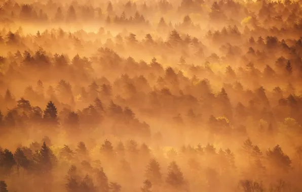 Picture forest, trees, fog