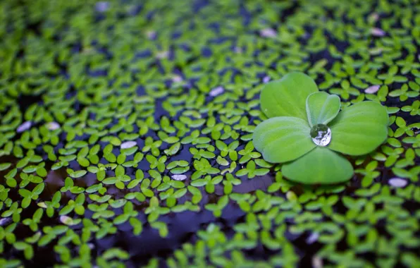 Water, macro, drop, petals, green