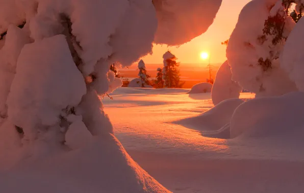 Winter, the sun, snow, trees, landscape, nature, dawn, morning