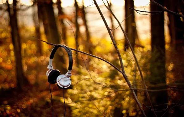 Forest, branches, Headphones, sony