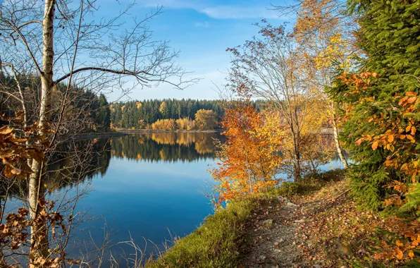 Picture autumn, forest, lake, foliage