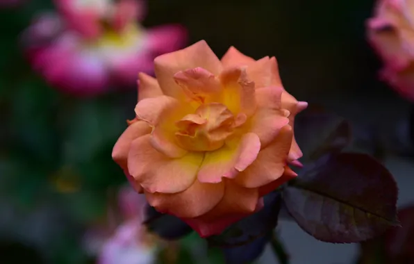 Flowers, orange, background, roses, buds