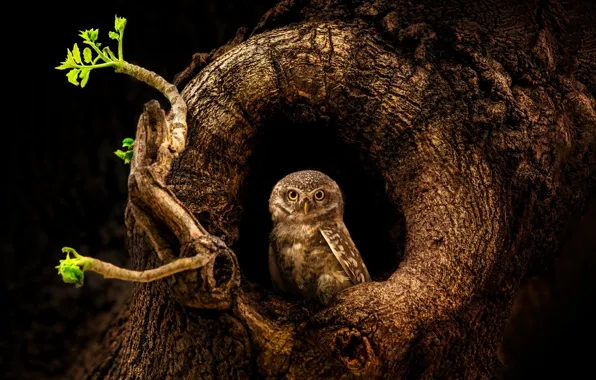 Tree, owl, bird, trunk, the hollow