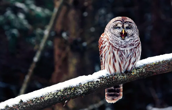 Owl, bird, branch, beak, yawns