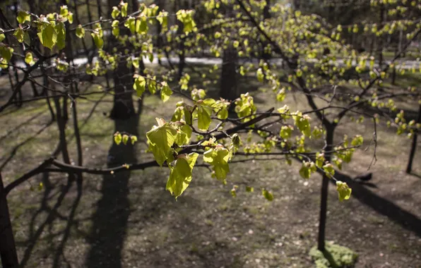 Nature, Tree, Grass, Leaves, Central Park, Archanicum, Canon 200D