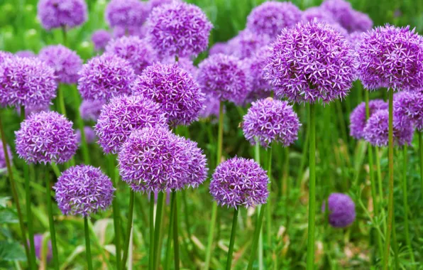 Greens, grass, flowers, meadow, Bow scored, blooming onion, purple blossoms