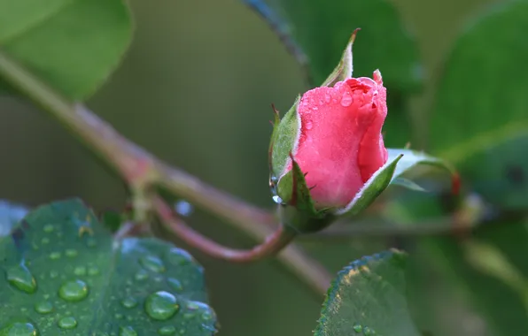 Flower, leaves, drops, macro, flowers, pink, rose, branch