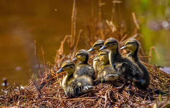 Picture ducklings, Chicks, brood