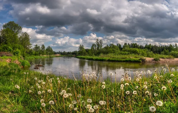 Greens, forest, summer, the sky, grass, clouds, trees, flowers