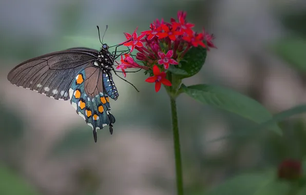 Flower, butterfly, plant, wings, insect, moth