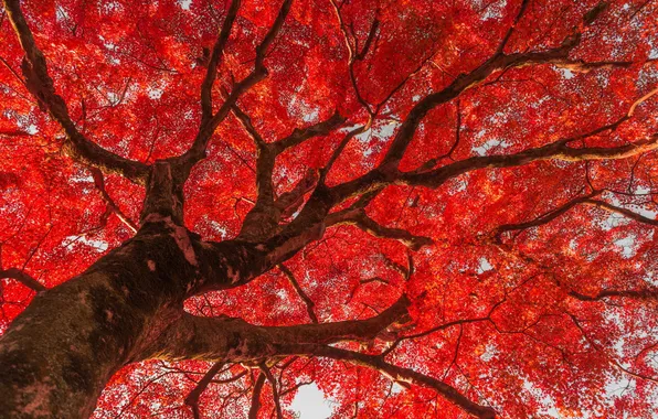 Picture leaves, Park, tree, China, red