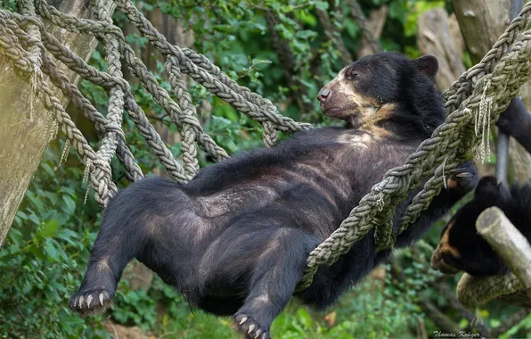 Stay, bear, hammock, chill, Spectacled bear