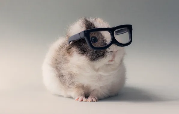 Glasses, Guinea pig, piggie