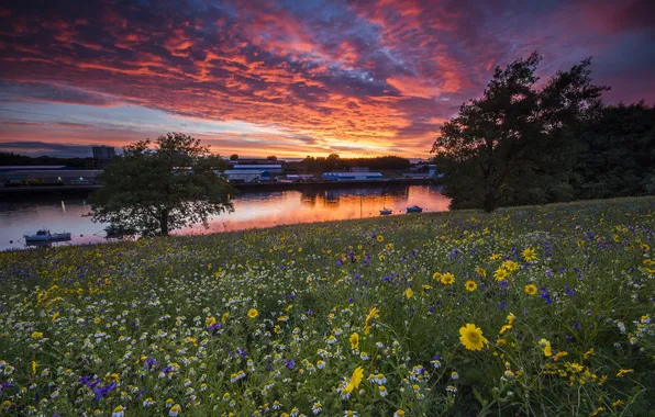 Sunset, flowers, river, meadow
