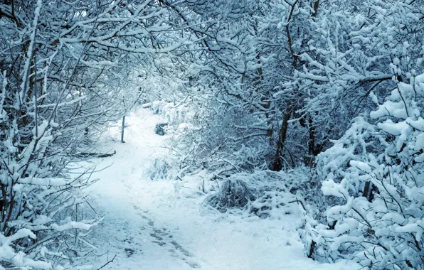 Snow, ate, the snow