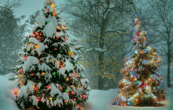 Picture winter, Park, tree, garland