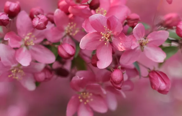 Picture pink, flowers, cherry