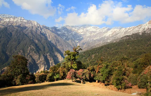 Forest, grass, mountains, nature, hike, clean, The Himalayas, Mountine
