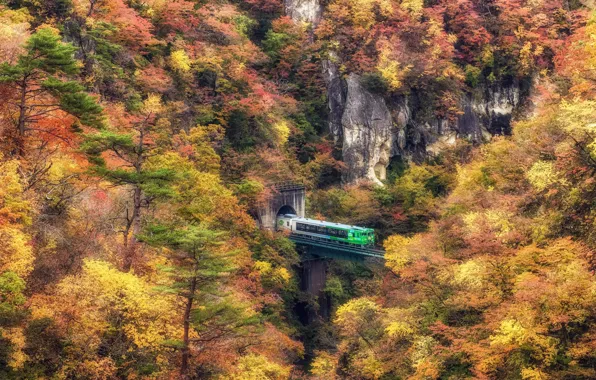 Autumn, forest, train, the tunnel