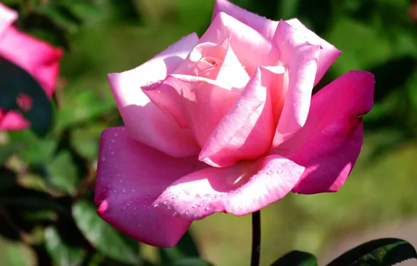 Flower, leaves, drops, light, background, pink, rose, petals