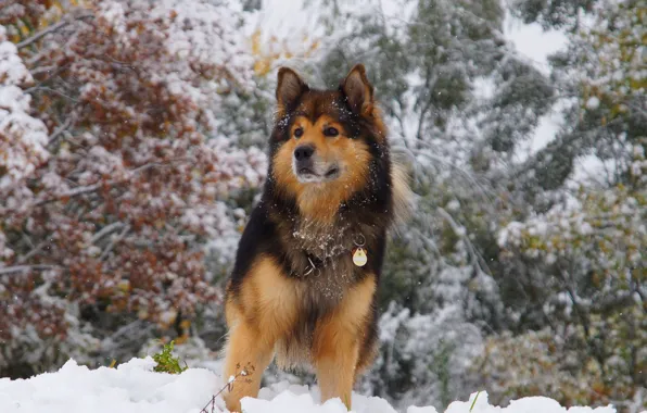 Winter, look, snow, trees, animal, dog, wool, collar