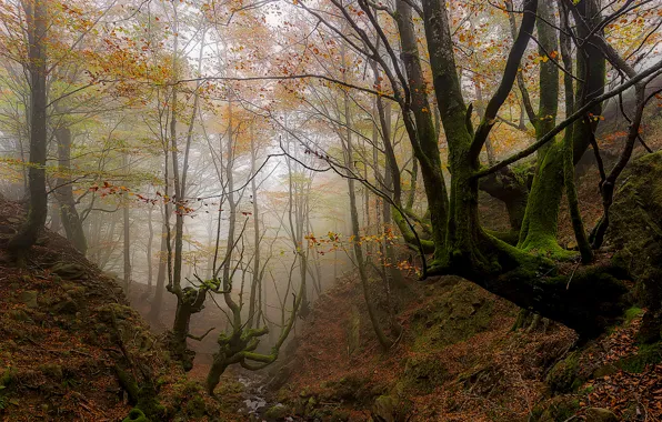 Autumn, forest, trees, fog, the ravine, Spain, Basque Country