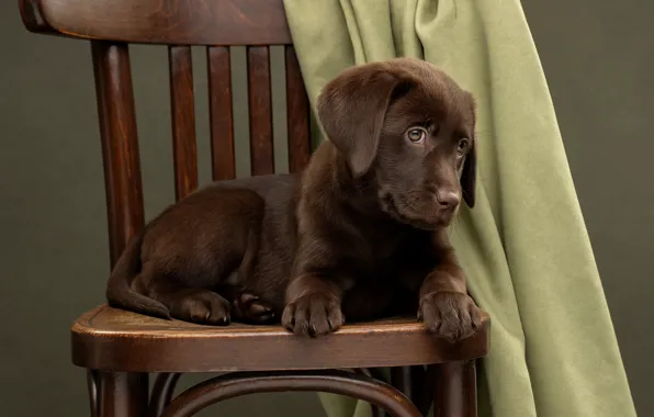 Picture animal, dog, chair, puppy, fabric, dog, Svetlana Pisareva