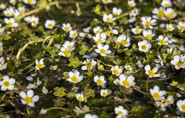 Leaves, flowers, pond, swamp, white, a lot, bokeh, water