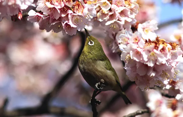 Flowers, bird, branch, spring, Sakura, white-eyed, white eye, white-eye
