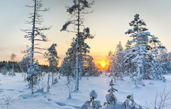 Winter, frost, forest, the sky, the sun, light, snow, trees