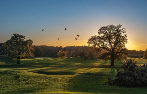 Trees, bird, meadow