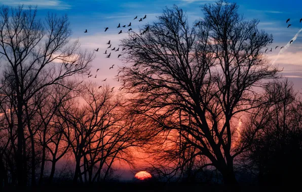 The sky, trees, birds, The sun, silhouette, glow
