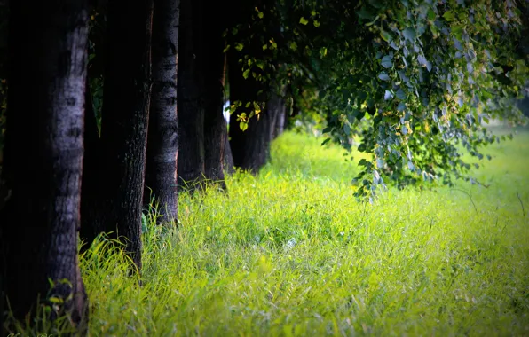 Grass, trunks, foliage, Trees, alley