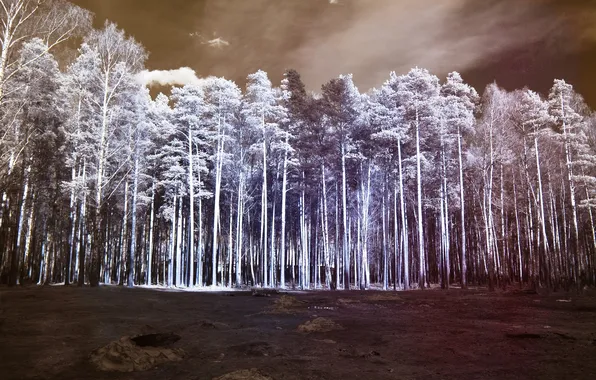 Forest, trees, pine, the edge, infrared landscape