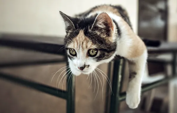 Picture cat, look, face, pose, table, paws, kitty, bokeh
