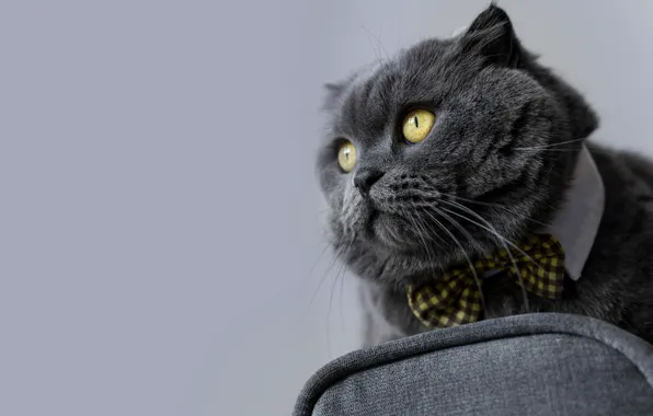 Cat, cat, look, grey, background, portrait, chair, British