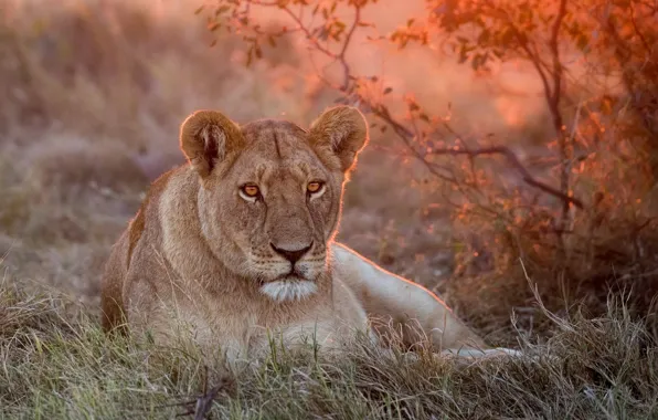 Picture green, Leo, grass, lioness, nature, sunset, lion, lioness