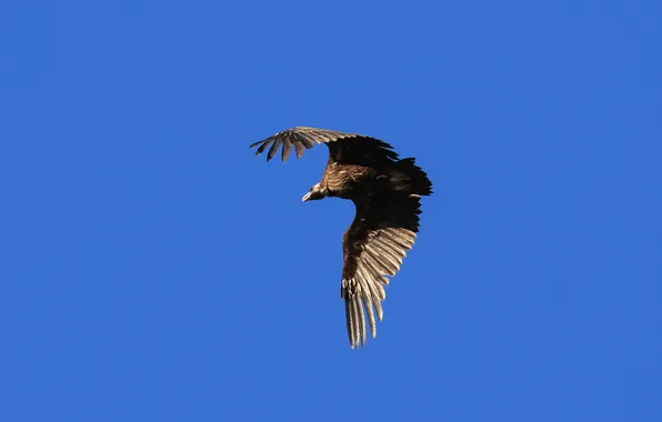 Flight, predator, blue sky, wingspan, Magov Marat, Black Vulture