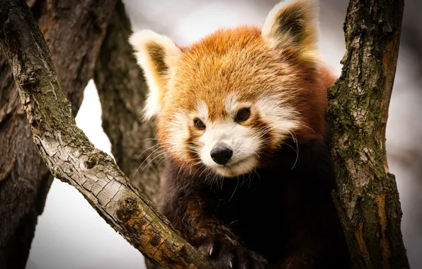 Look, face, tree, portrait, red Panda, red Panda