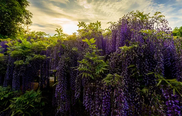 The sky, the sun, clouds, light, Park, thickets, spring, morning