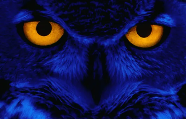 Picture eyes, look, blue, owl, bird, Yellow, Eyes, Owl