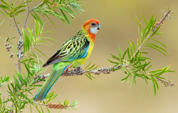 Wallpaper bright, branch, parrot, Rosella for mobile and desktop, section  животные, resolution 2048x1359 - download