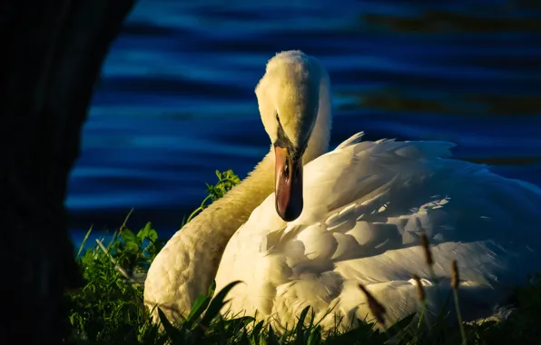 Picture white, grass, light, nature, pose, bird, shore, wings