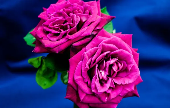 Macro, rose, petals, pair
