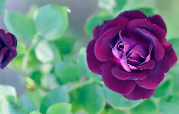 Purple, leaves, flowers, roses, buds