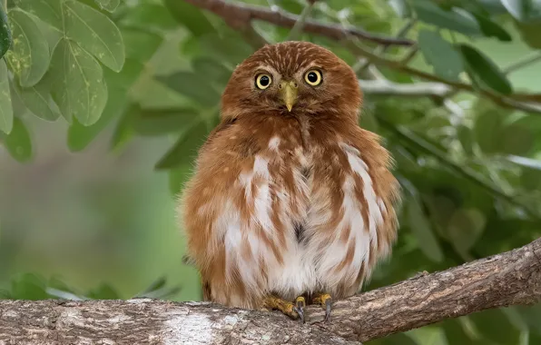 Picture leaves, branches, owl, bird, Red pygmy owl