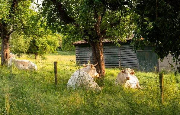 Greens, field, summer, trees, stay, the fence, cows, pasture