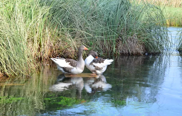 Picture grass, pond, river, geese