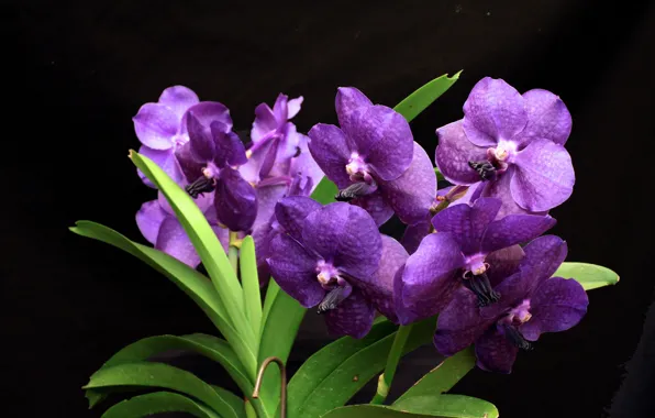 Picture flowers, dark, Orchid, Wanda
